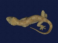 藏品(鉛山壁虎)的圖片